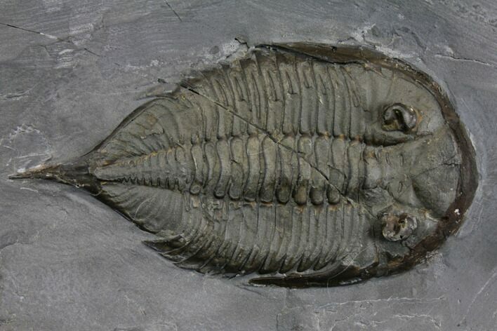 Dalmanites Trilobite Fossil - New York #147266